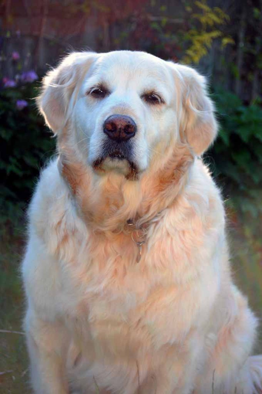 Golden Retriever Dog Portrait Photograph Print