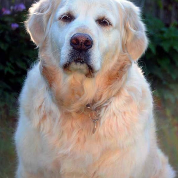 Golden Retriever Dog Portrait Photograph Print