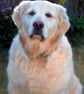 Golden Retriever Dog Portrait Photograph Print