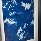 Framed original cyanotype print, ready to hang or display.