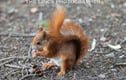 Red Squirrel
