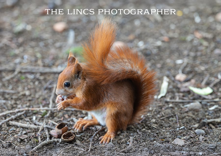 Red Squirrel print (Limited edition of 10)