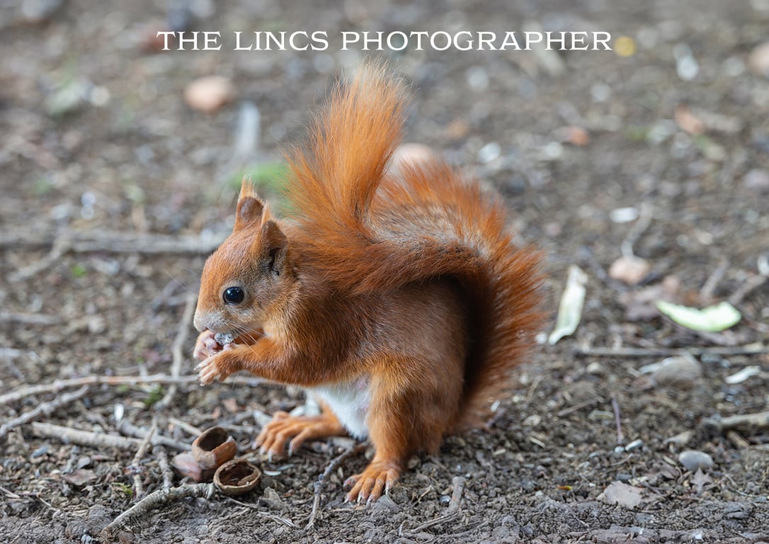 Red Squirrel print (Limited edition of 10)