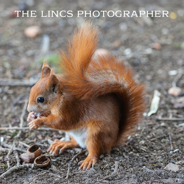 Red Squirrel print (Limited edition of 10)