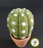 Desert Cactus. Needle Felted with Wool Fibres. Real Terracotta Pot. - Image 5