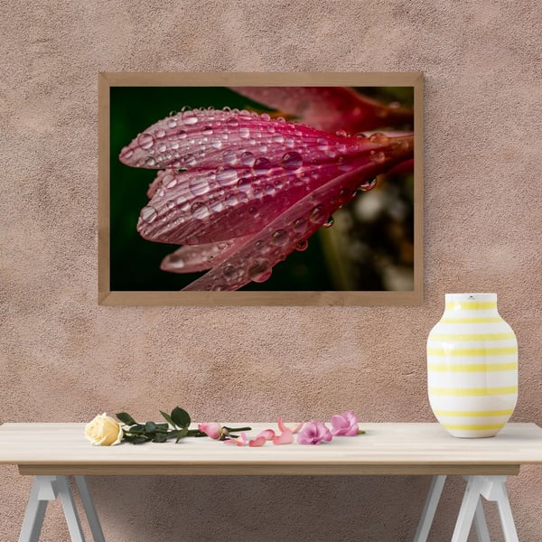 Pink Flower covered in morning dew.