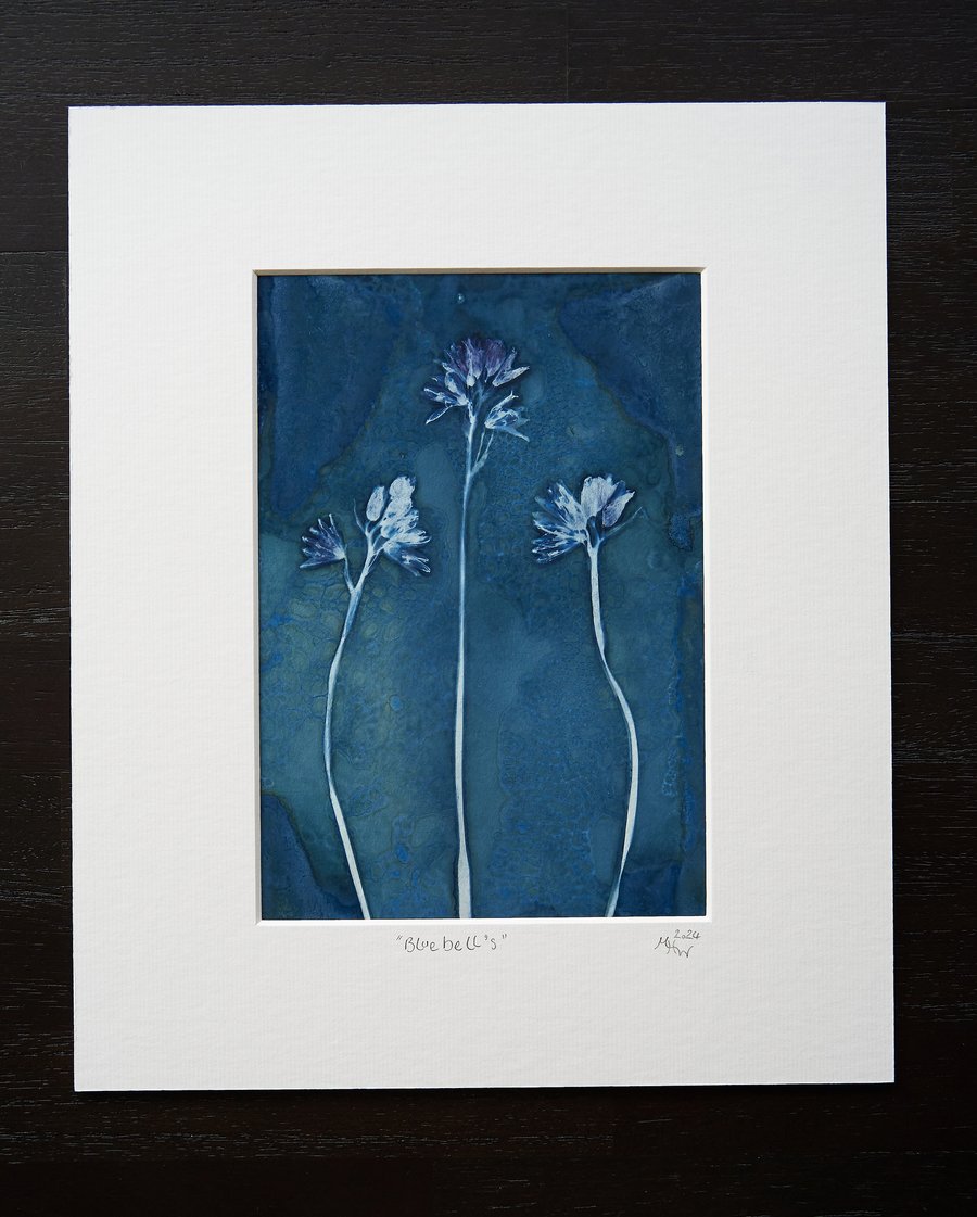 original wet cyanotype print entitled "Bluebells" in a 12x10 inch mount