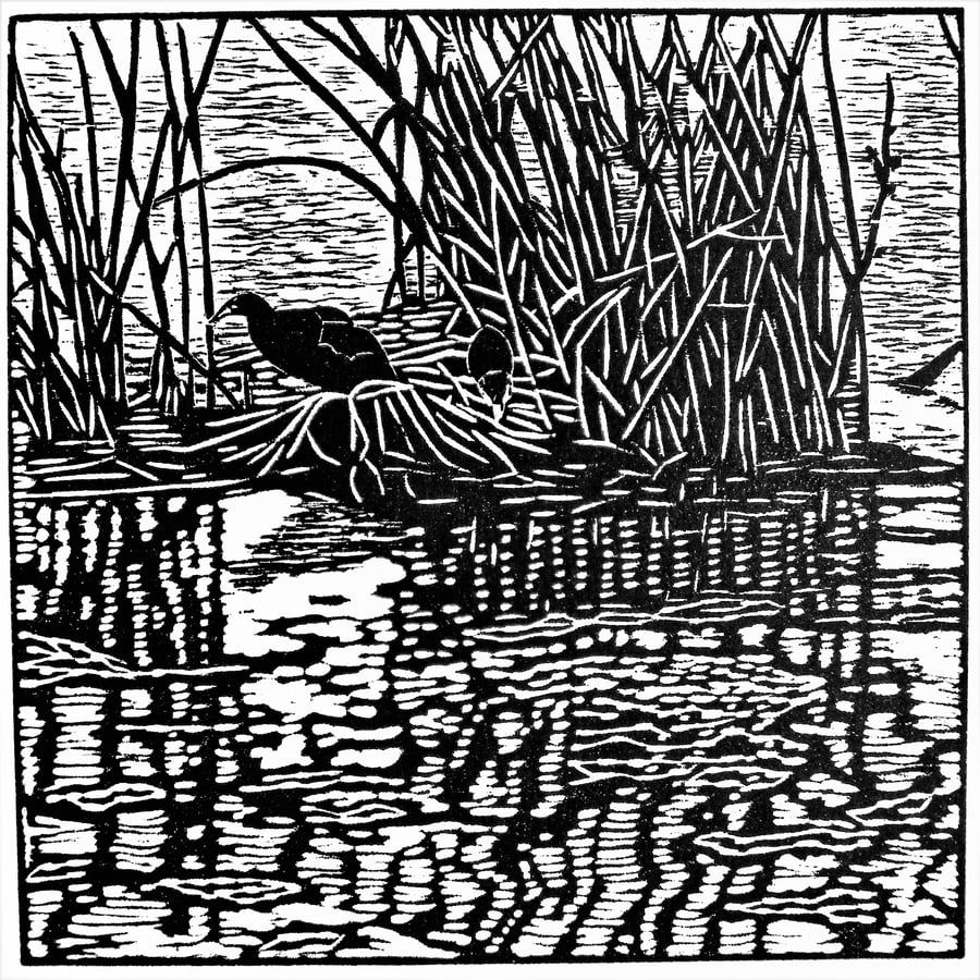 Cootling - Limited Edition Woodcut Print - Original Art for Wildlife lovers