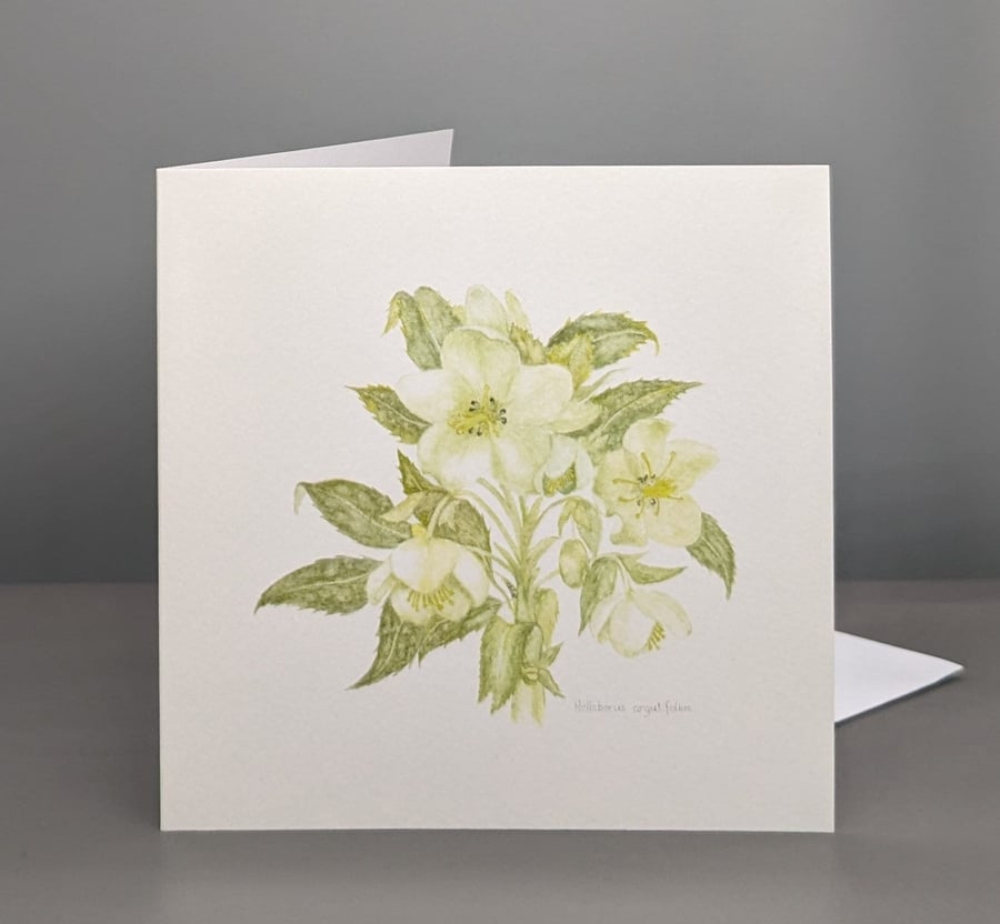 Hellebores greetings card