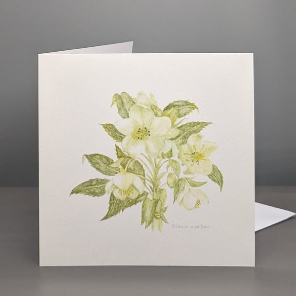 Hellebores greetings card