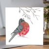 British garden bird Bullfinch Greeting Card 