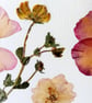 Handmade Pressed Flowers. Original Design. A4 size. - Image 5