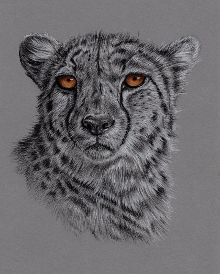 Charcoal Drawing of a Cheetah