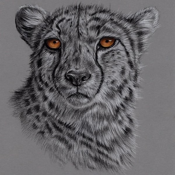 Charcoal Drawing of a Cheetah
