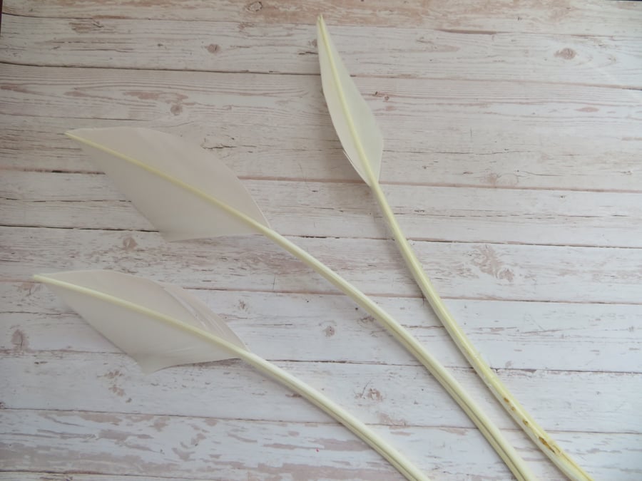 Ivory Striped Turkey Arrow Feathers x 3 Millinery Fascinator Craft Hat