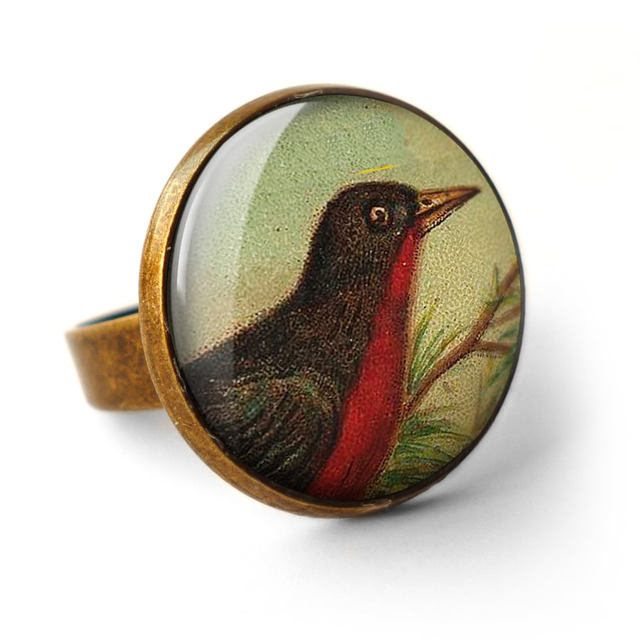 Red-breasted Blackbird Ring (TB02)