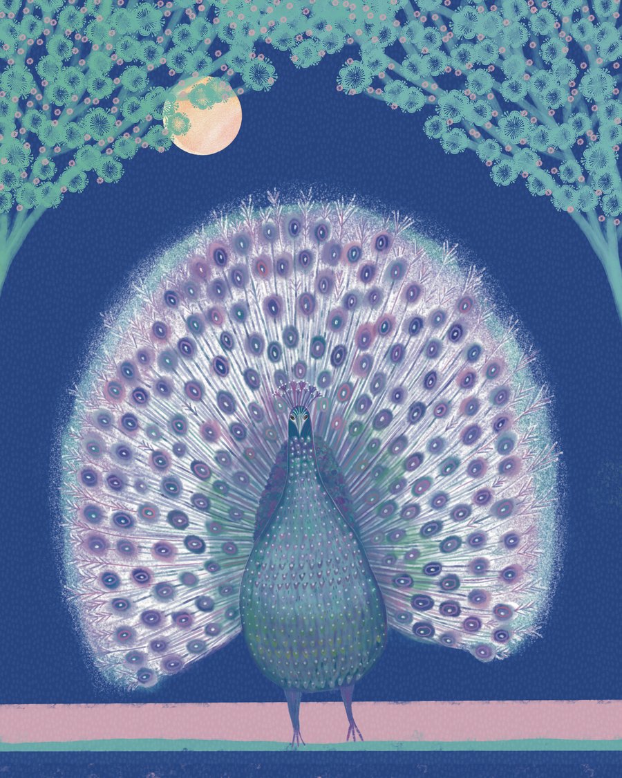Peacock, blank greetings card 