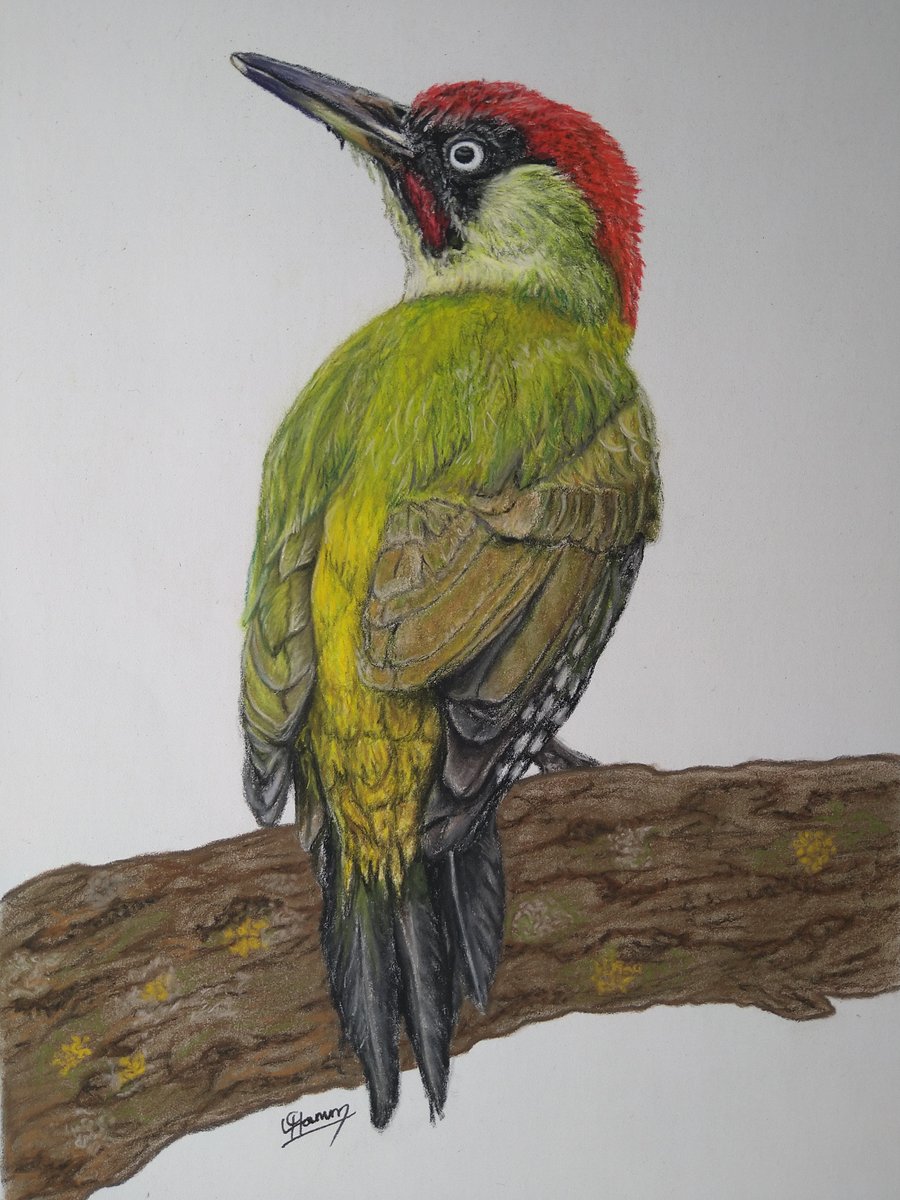 Green Woodpecker
