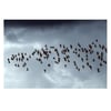 Original signed photograph The Birds