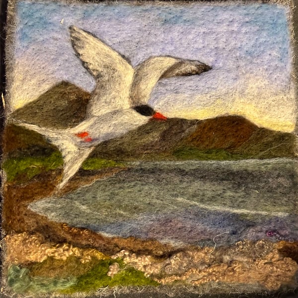 Arctic Tern, Brodick Bay