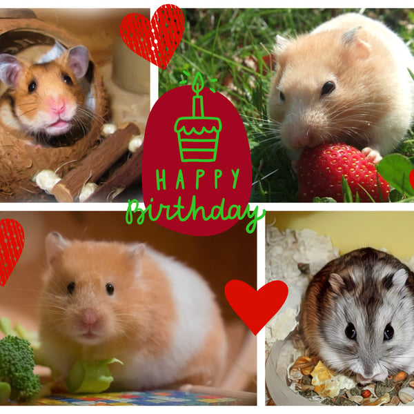 Happy Birthday Hamster Greeting Card A5