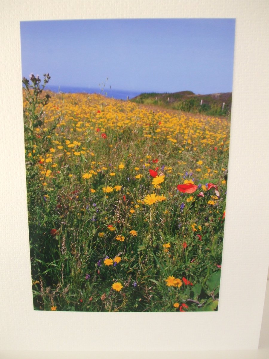 Photographic card of a wild flower meadow at West Pentire, nr. Newquay, Cornwall