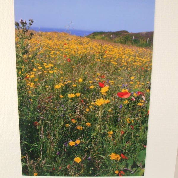 Photographic card of a wild flower meadow at West Pentire, nr. Newquay, Cornwall