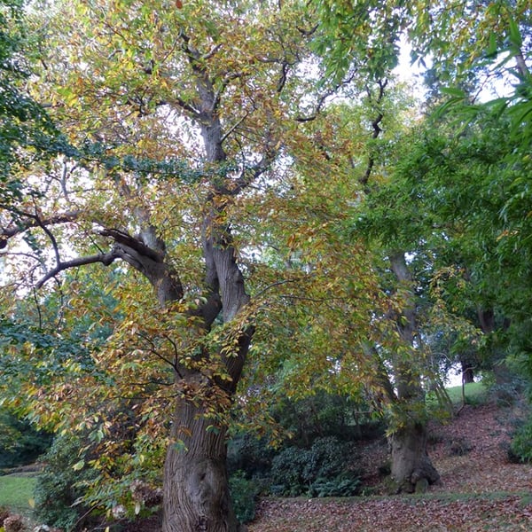 Killerton Gardens