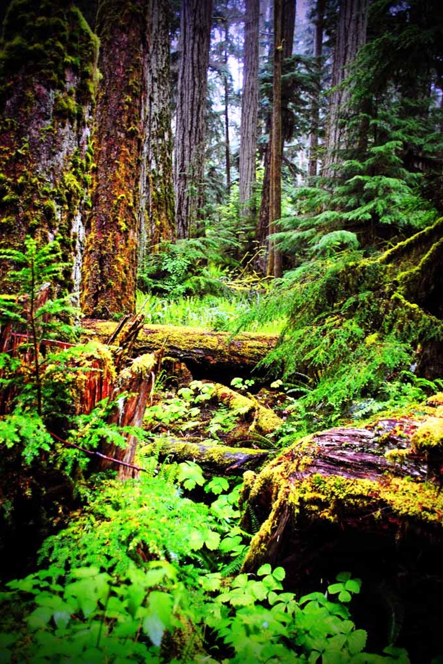 Carmanah Valley Ancient Rainforest Vancouver Island Canada Photograph Print