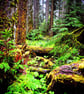 Carmanah Valley Ancient Rainforest Vancouver Island Canada Photograph Print