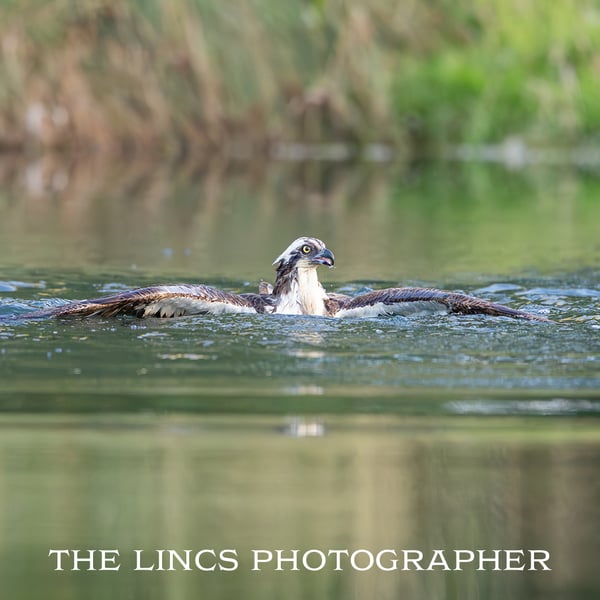 Osprey in water print (Limited edition of 10)