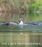 Osprey in water print (Limited edition of 10)