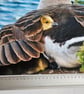 Under Mother's Wing Photo Print Size 20cm x 30cm (8" x 12") - Image 3