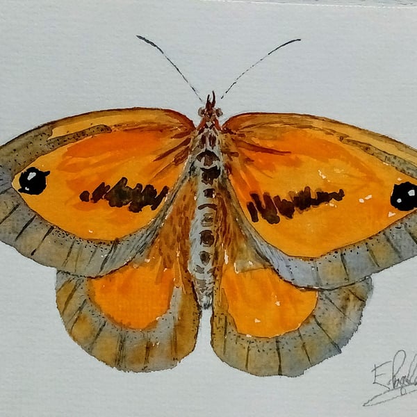 Gatekeeper butterfly, original watercolour painting, not a print, signed, A5
