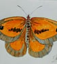 Gatekeeper butterfly, original watercolour painting, not a print, signed, A5