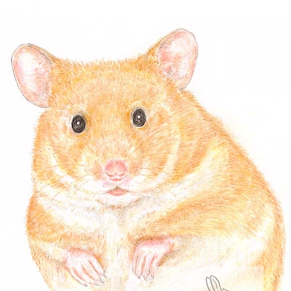 Daisy the Hamster - Birthday Card