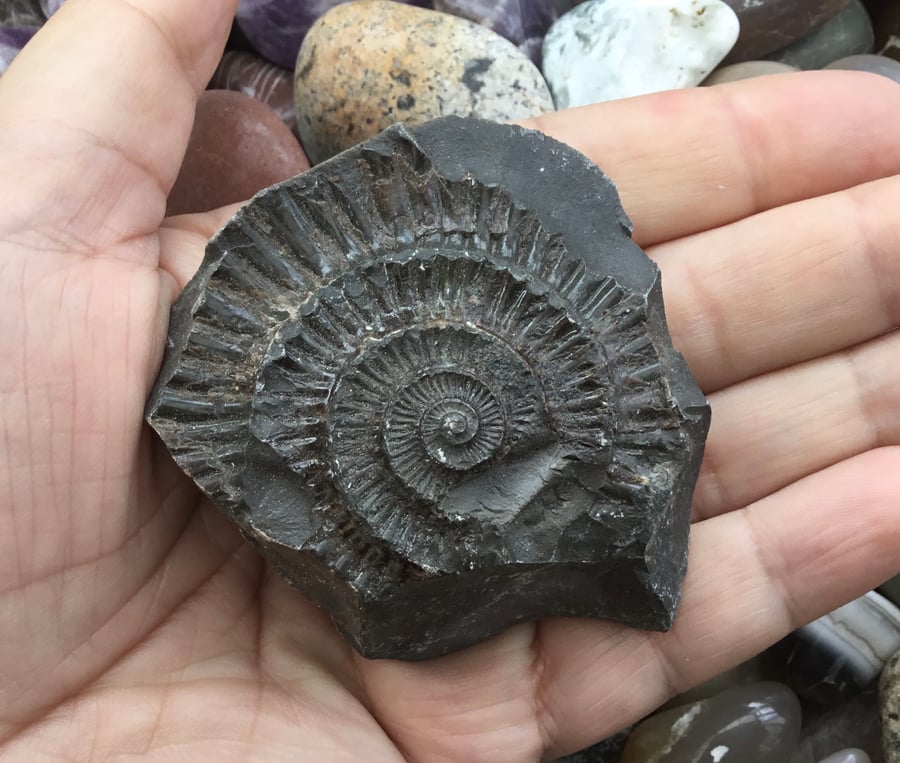Angular Ammonite Fossil in Relief!  For Crafting Project or Photography Prop!