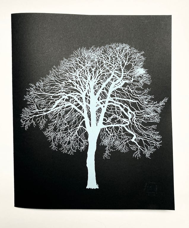 A portfolio of tree portraits: Limited Edition of 15
