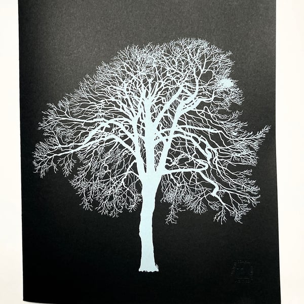A portfolio of tree portraits: Limited Edition of 15