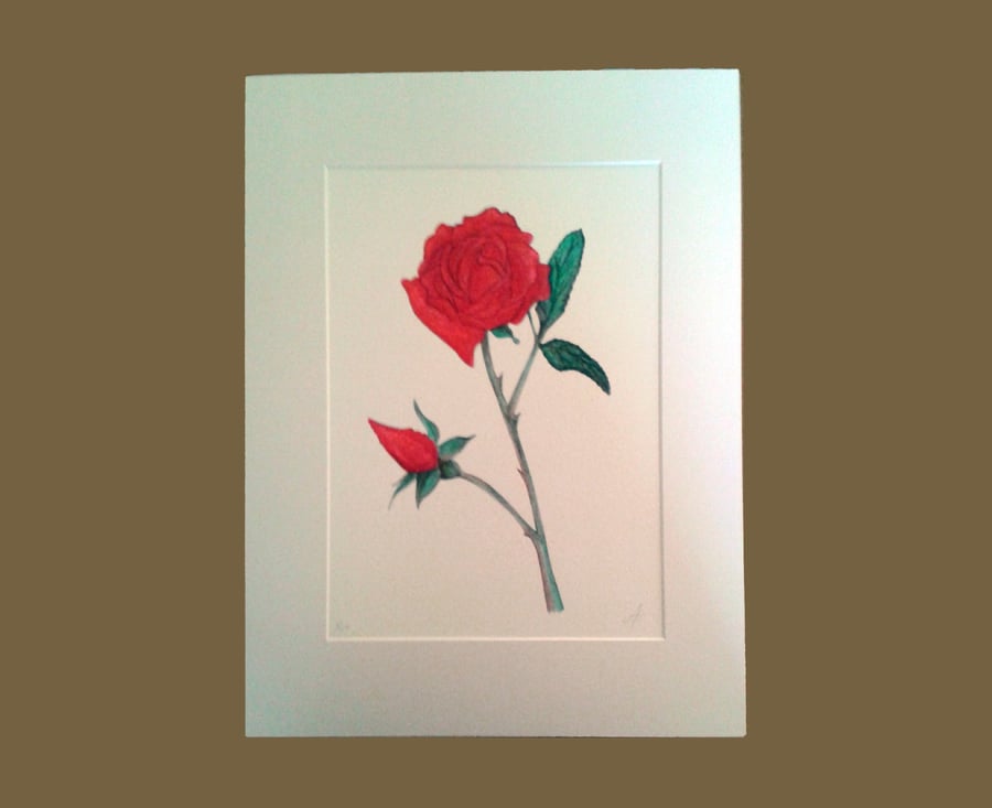 Red rose with rosebud botanical art limited edi... - Folksy