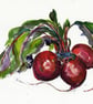 Beetroots print - Image 1