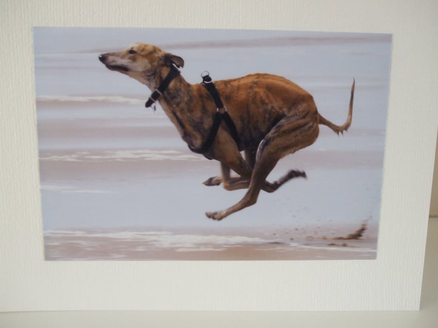 Photographic greetings card of a Lurcher dog.