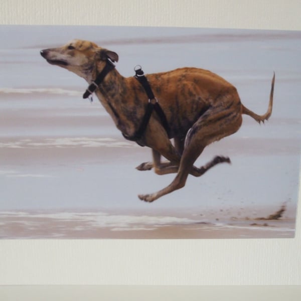 Photographic greetings card of a Lurcher dog.