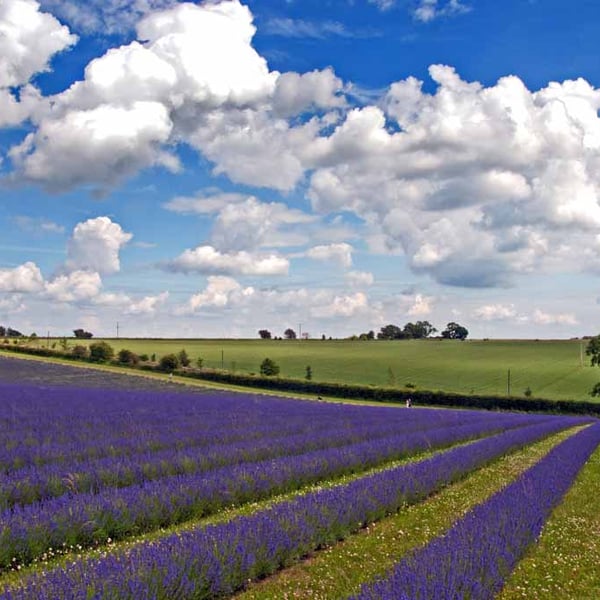 Lavender Field Purple Flowers Cotswolds Photograph Print