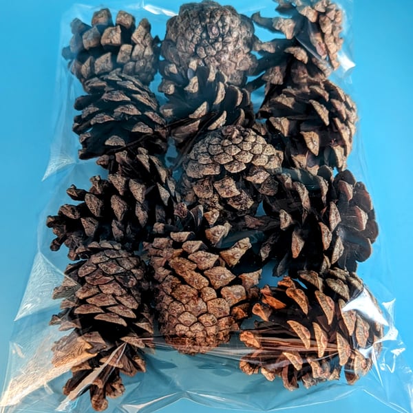 Hand picked Locally Sourced Natural Pine Cones Washed and Bloomed 12 Pack