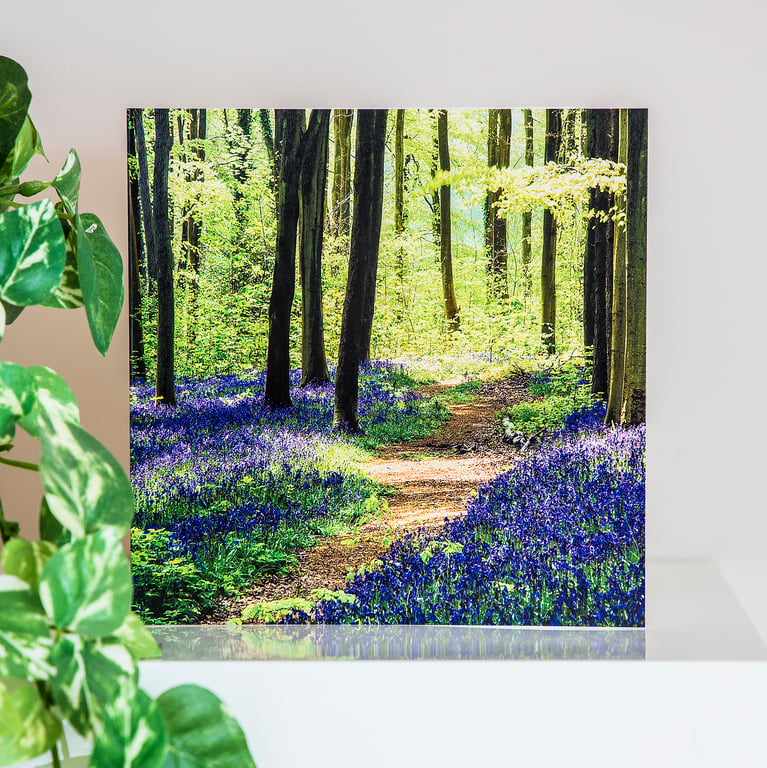 Bluebell Woods Blank Greetings Card wildflowers spring wildflowers woodland UK  