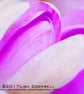 Exclusive Handmade Spring Crocus Greetings Card - Image 1