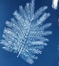 Botanical Art, Mimosa print Cyanotype, art for home, art as a gift. - Image 2