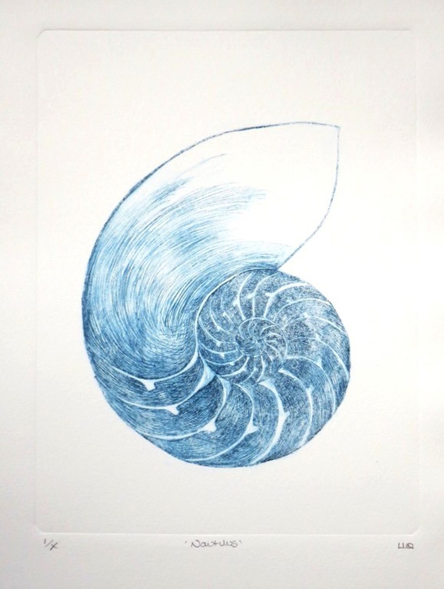 Chambered nautilus cross section sea shell original drypoint etching