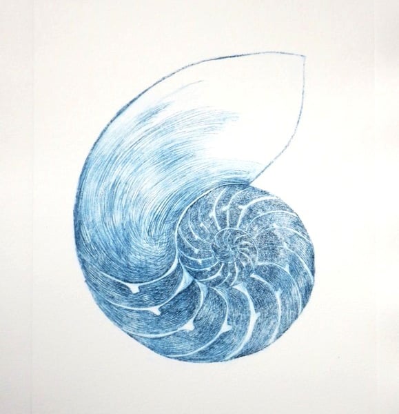 Chambered nautilus cross section sea shell original drypoint etching